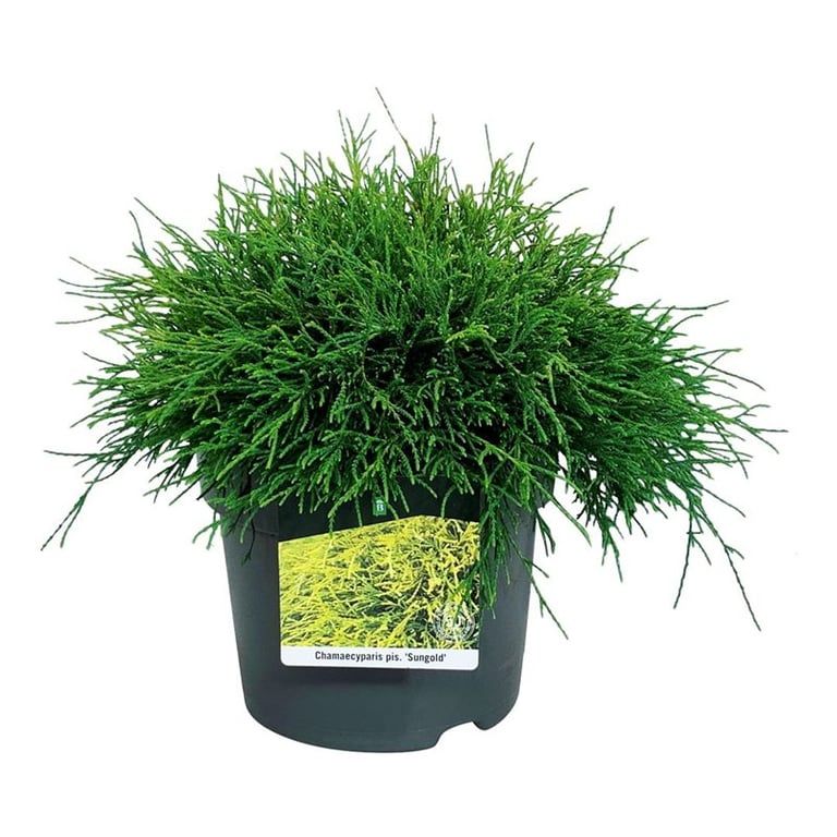 Chamaecyparis p. 'Sungold', D 24