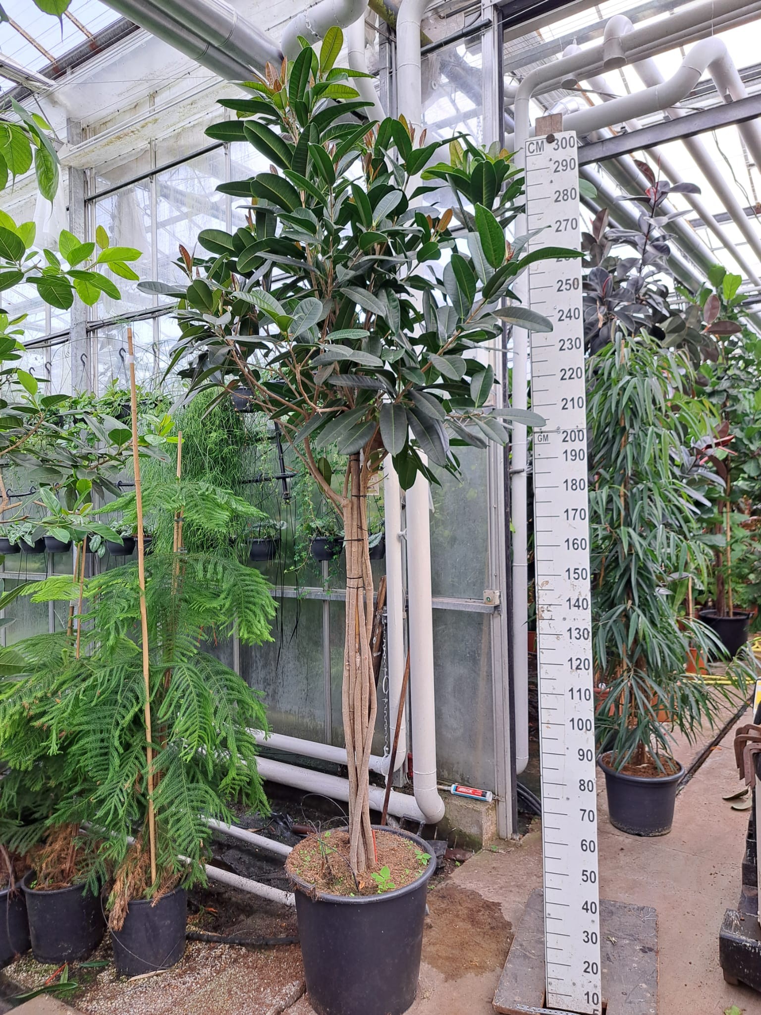 Ficus Tresor multistam 300, D 55