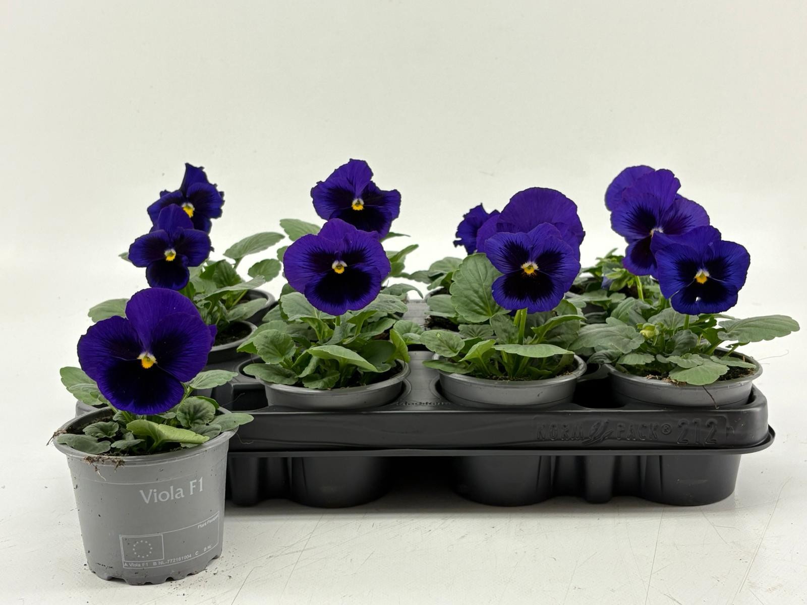Viola F1 Deep Blue With Blotch, D 9