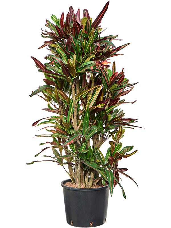 Croton (Codiaeum) variegatum 'Mammi', D 28