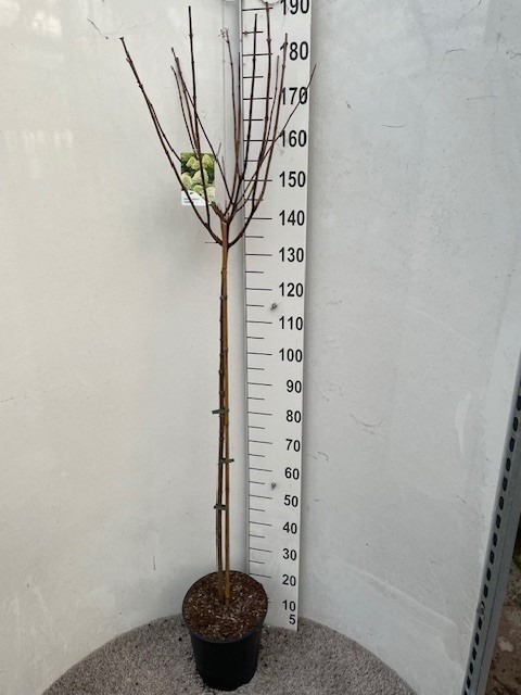 Hydrangea pan. Limelight 110-120 stam P28 C10, D 28