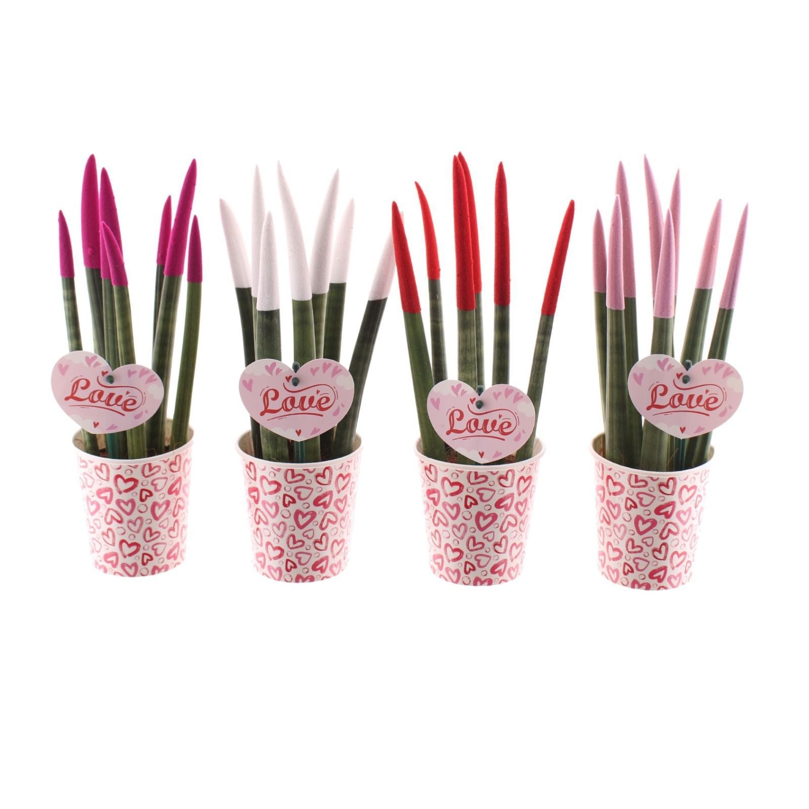 Sansevieria VELVET TOUCHZ® Special Love Papercup en Love Hart Bijsteker, D 8,5