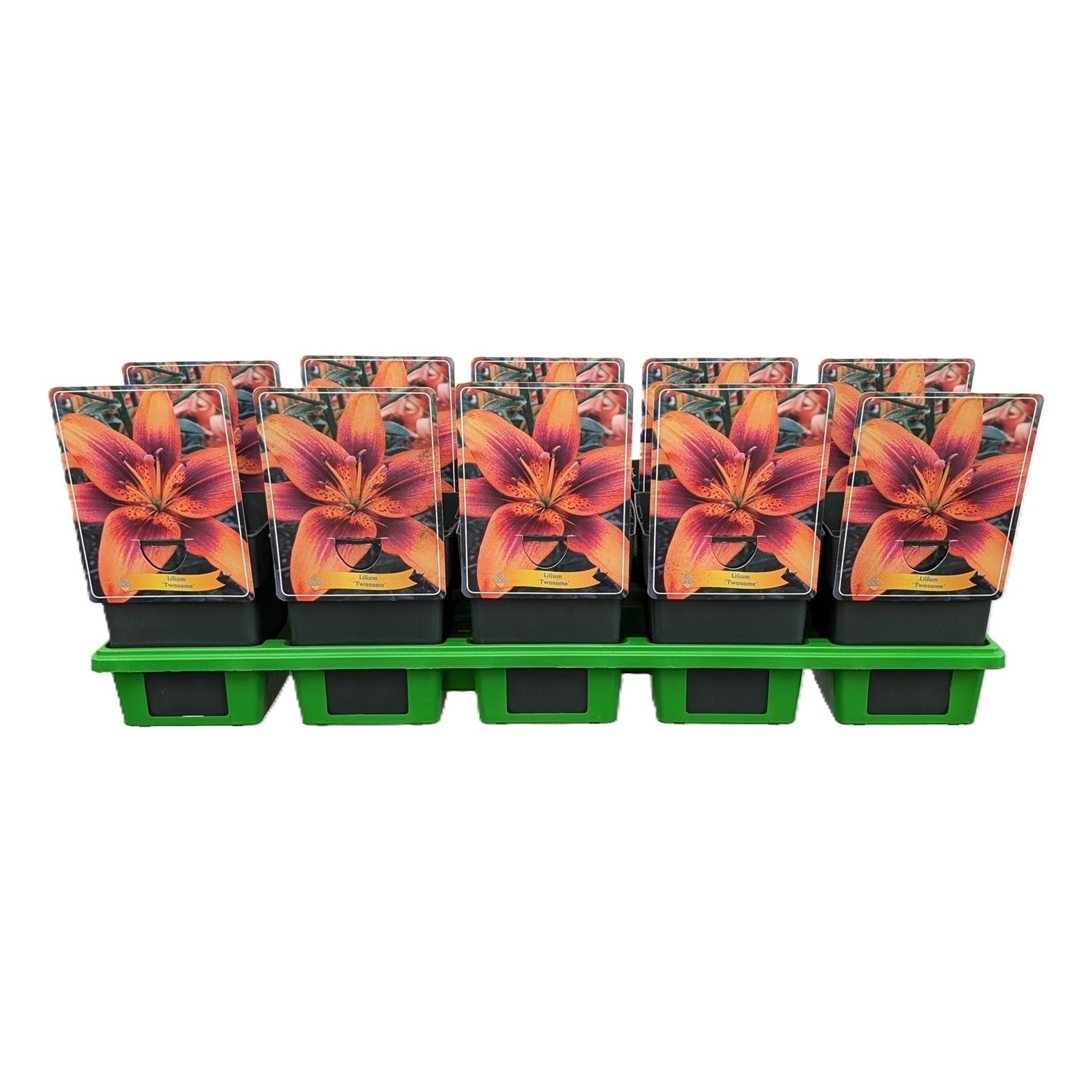 Lilium 'Twosome' P11, D 11