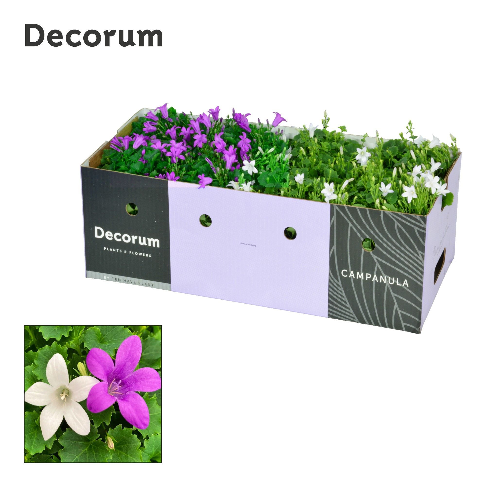 Campanula Porto Mix paars wit Decobox, D 11