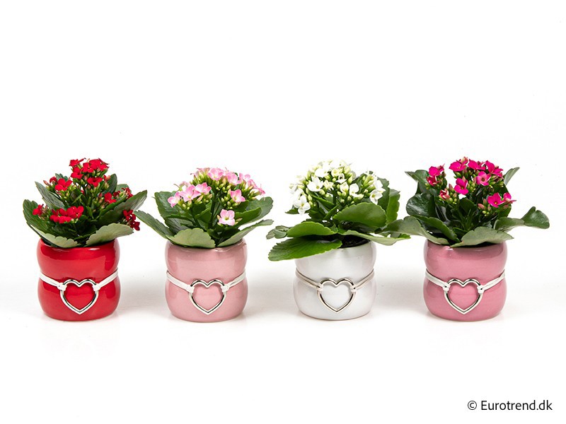 VALENTIJN CERAMIC 2026 KALANCHOE E 3884, D 6