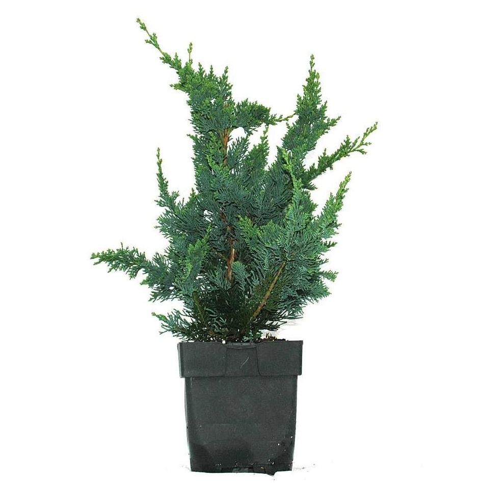 Chamaecyparis lawsoniana 'Wisselii' P17, D 17