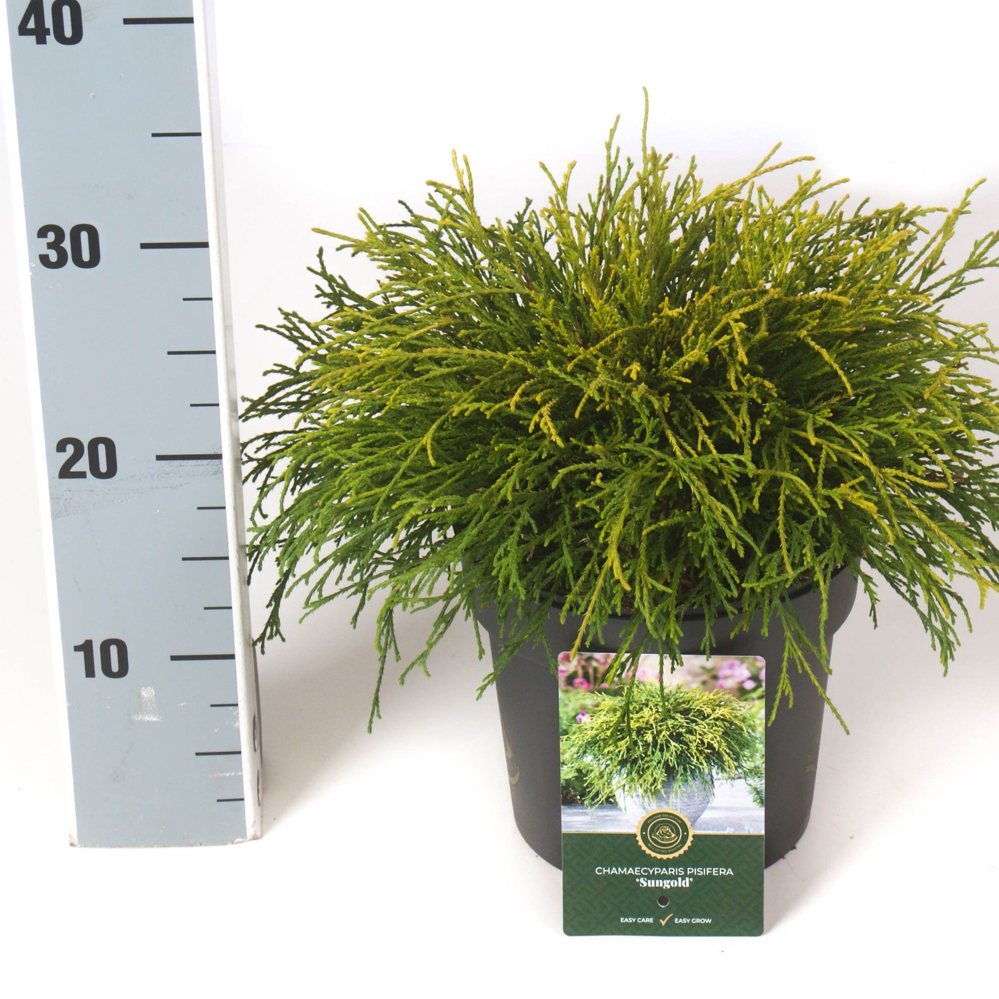Chamaecyparis p. 'Sungold', D 18
