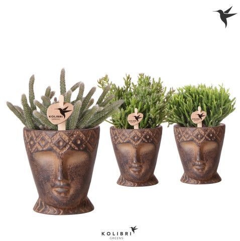 Kolibri Greens Rhipsalis mix in Totem Mask pot, D 6