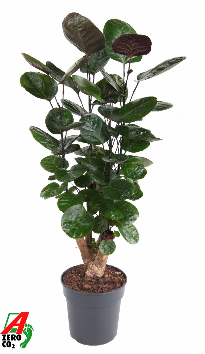 Polyscias Fabian vertakt P21, D 21