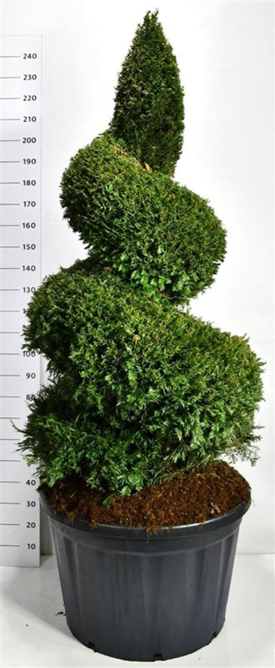 Taxus baccata, D 83