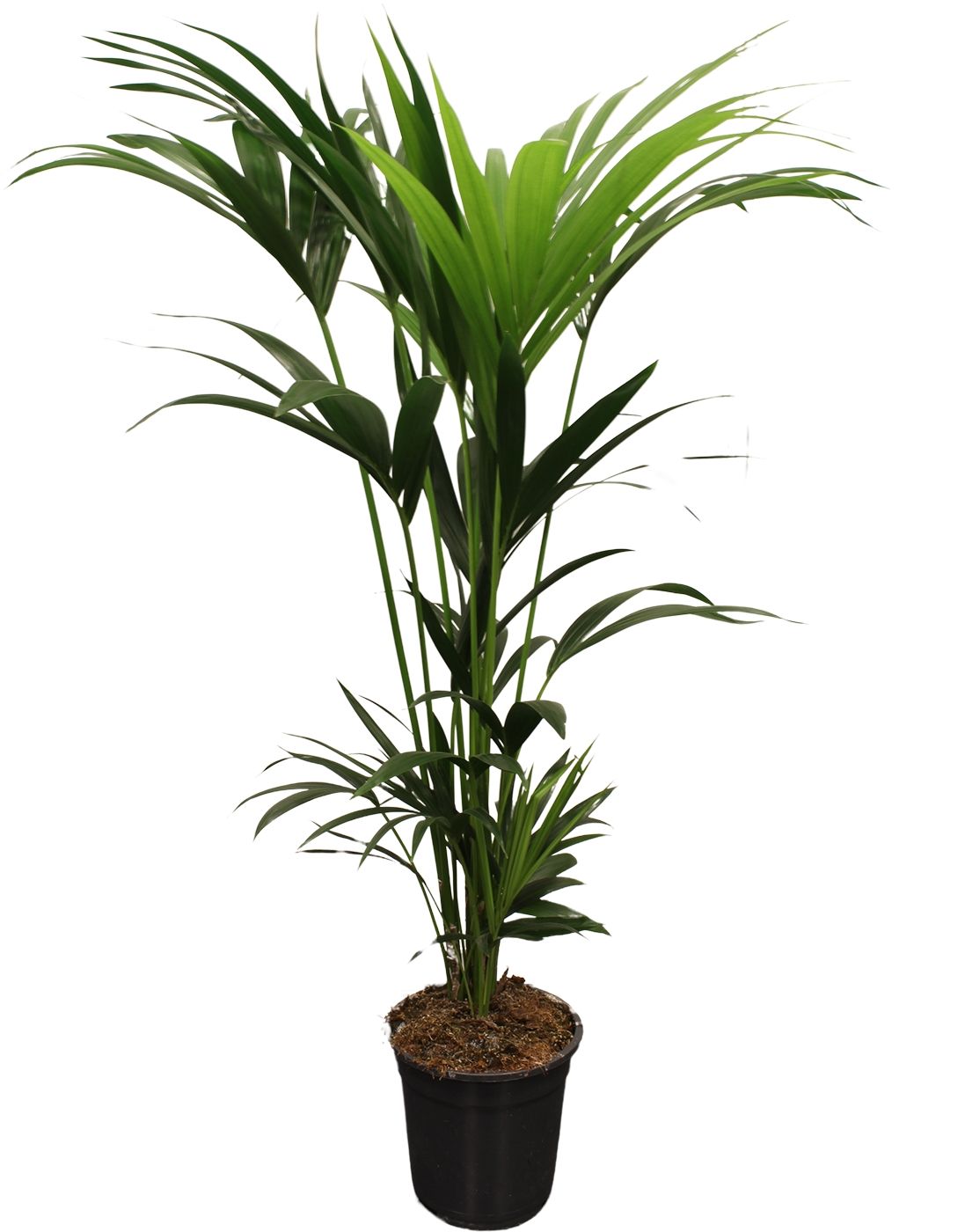 Howea forsteriana (Kentia) 5 pit 120-140cm, D 21