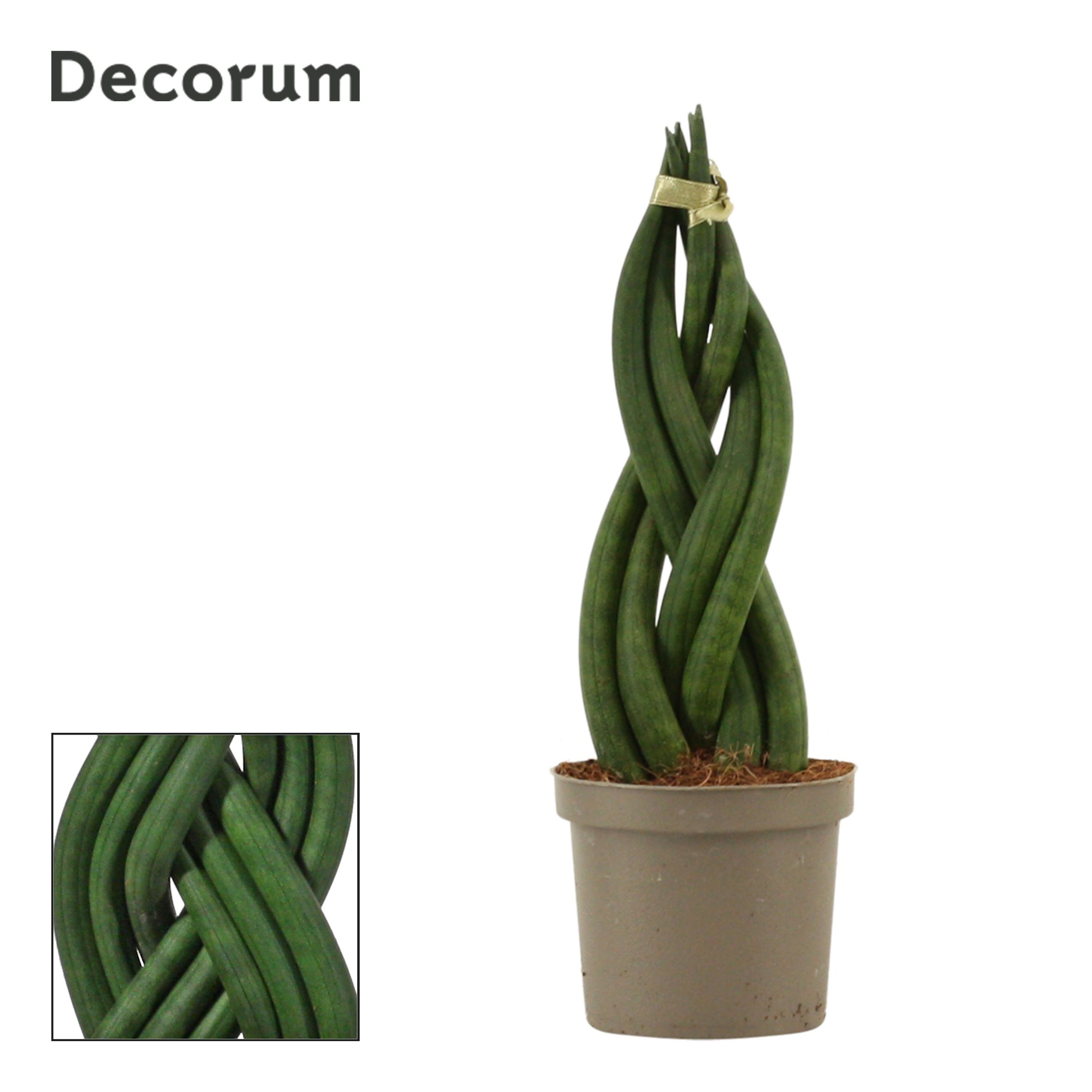 Sansevieria Cylindrica 9 cm Braid (Decorum), D 9