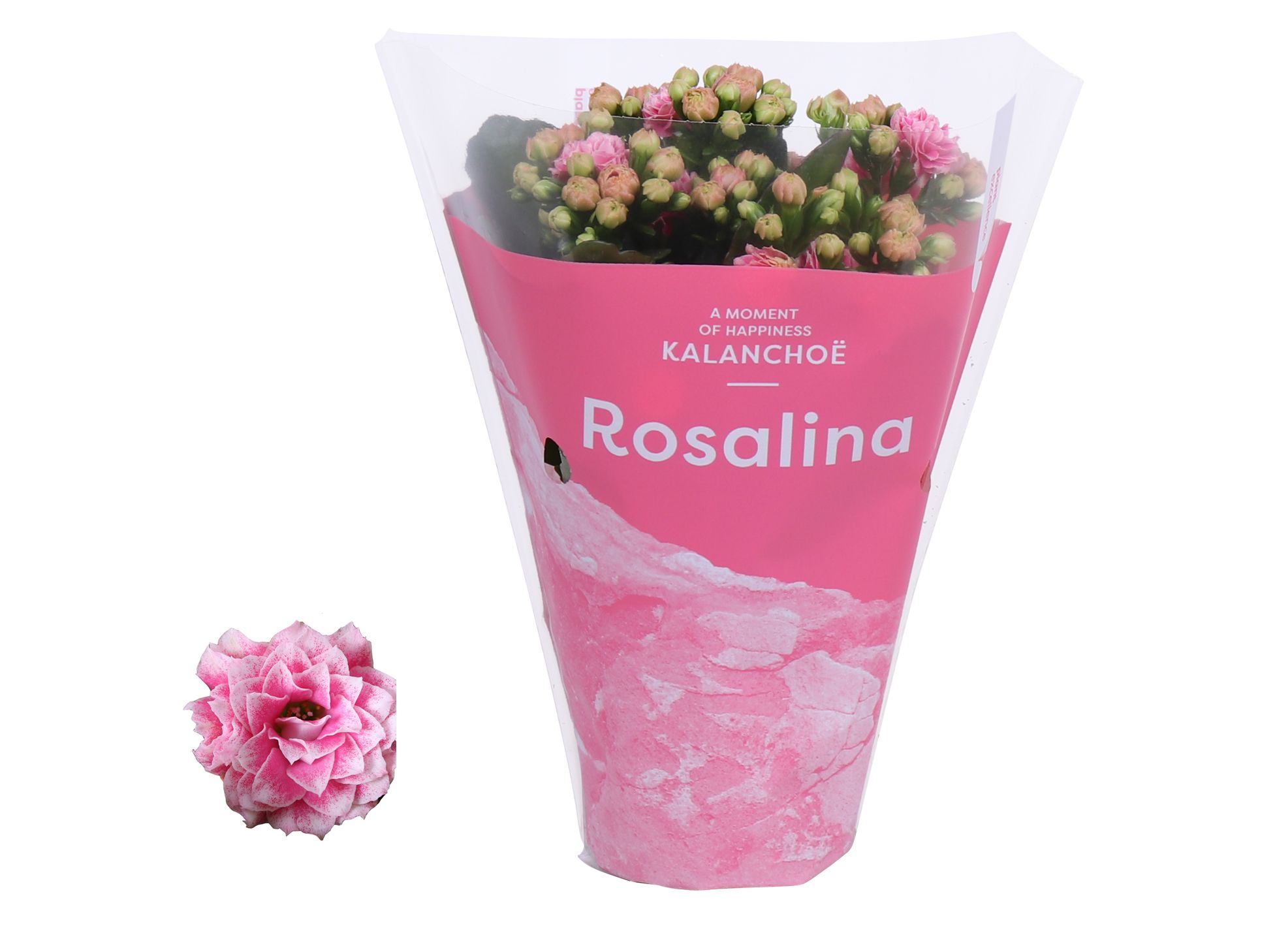 Kalanchoe Rosalina 07cm TST Don Alano, Roze hoes, D 7