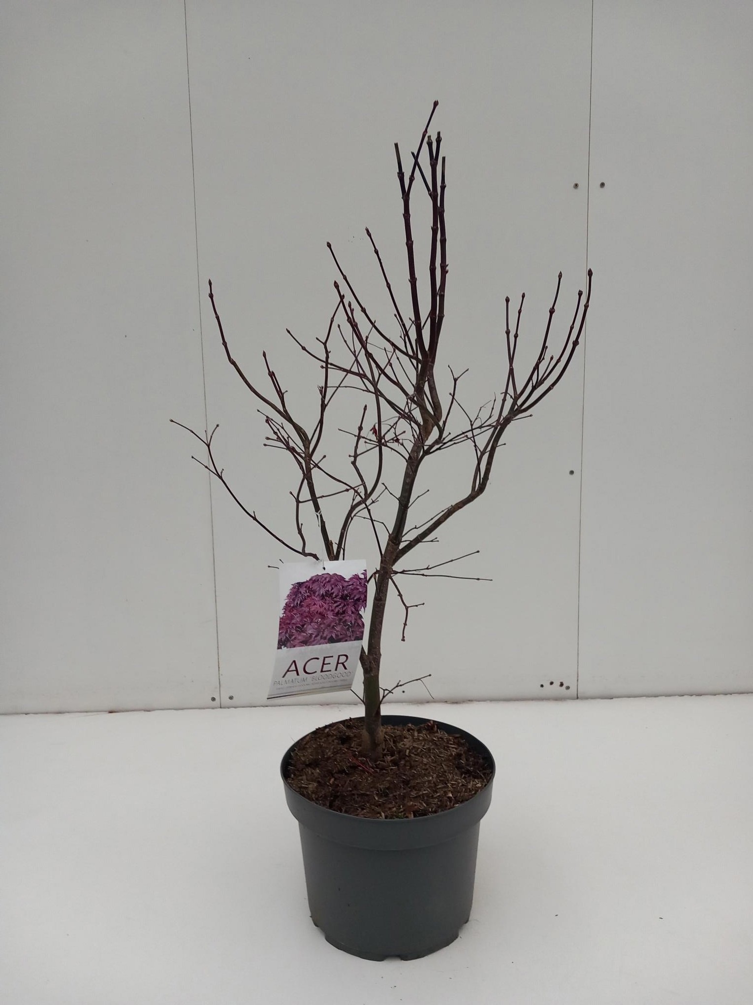 Acer palmatum Bloodgood, D 29