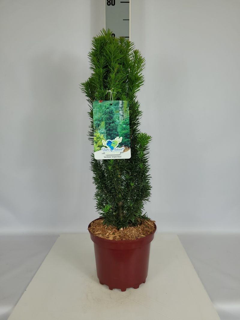Taxus baccata 'Fastigiata Robusta' C3 30-40, D 19