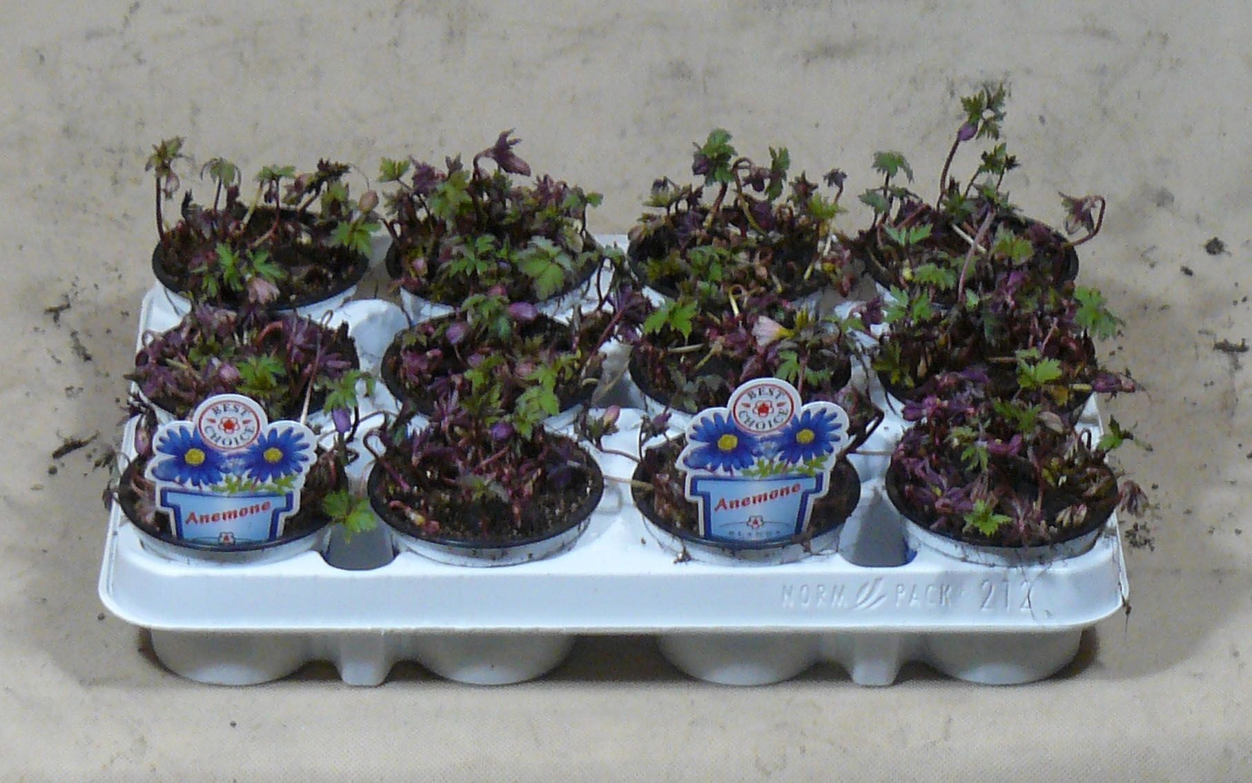 anemone blanda blue shades, D 9