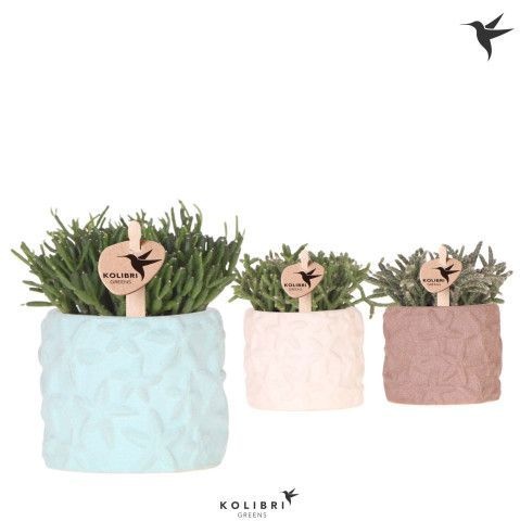Kolibri Greens Rhipsalis mix in Star Fish pot mix, D 6