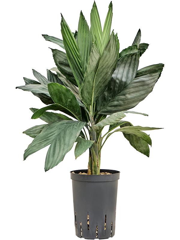 Chamaedorea metallica, D 15