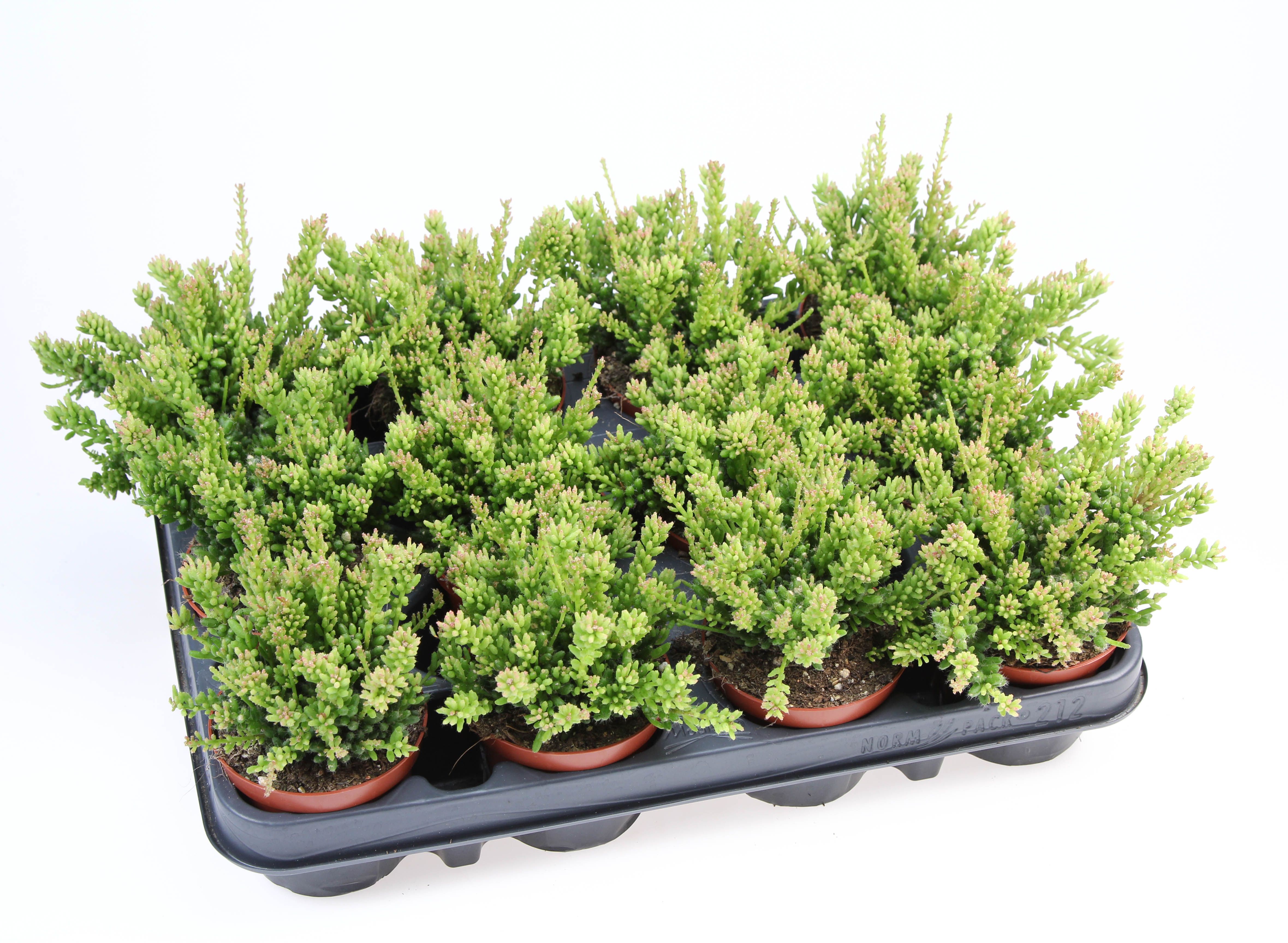 Rhipsalis messembryanthemoides, D 8,5