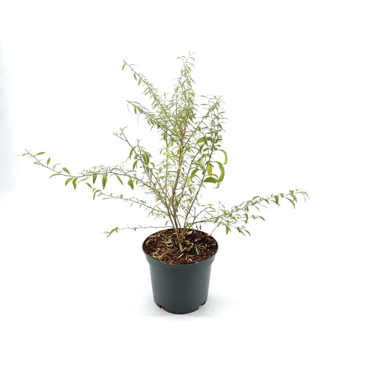 Lycium barbarum Little Goji, D 19