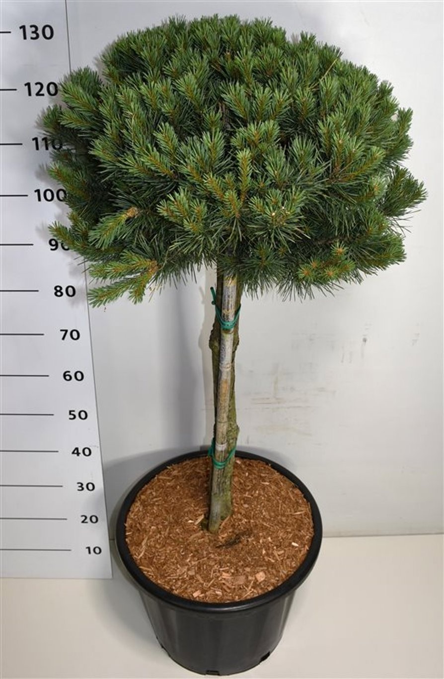 Pinus sylvestris 'Watereri', D 40