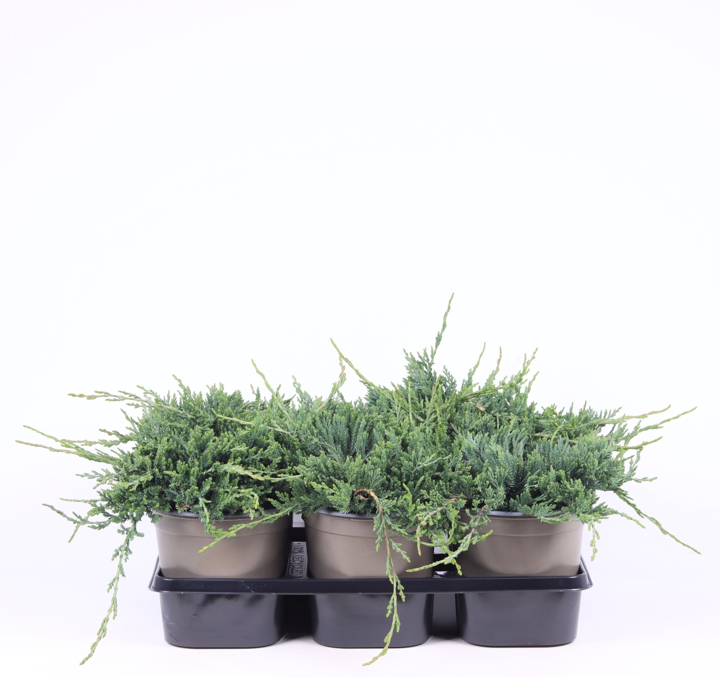 Juniperus horizontalis 'Wiltonii', D 15