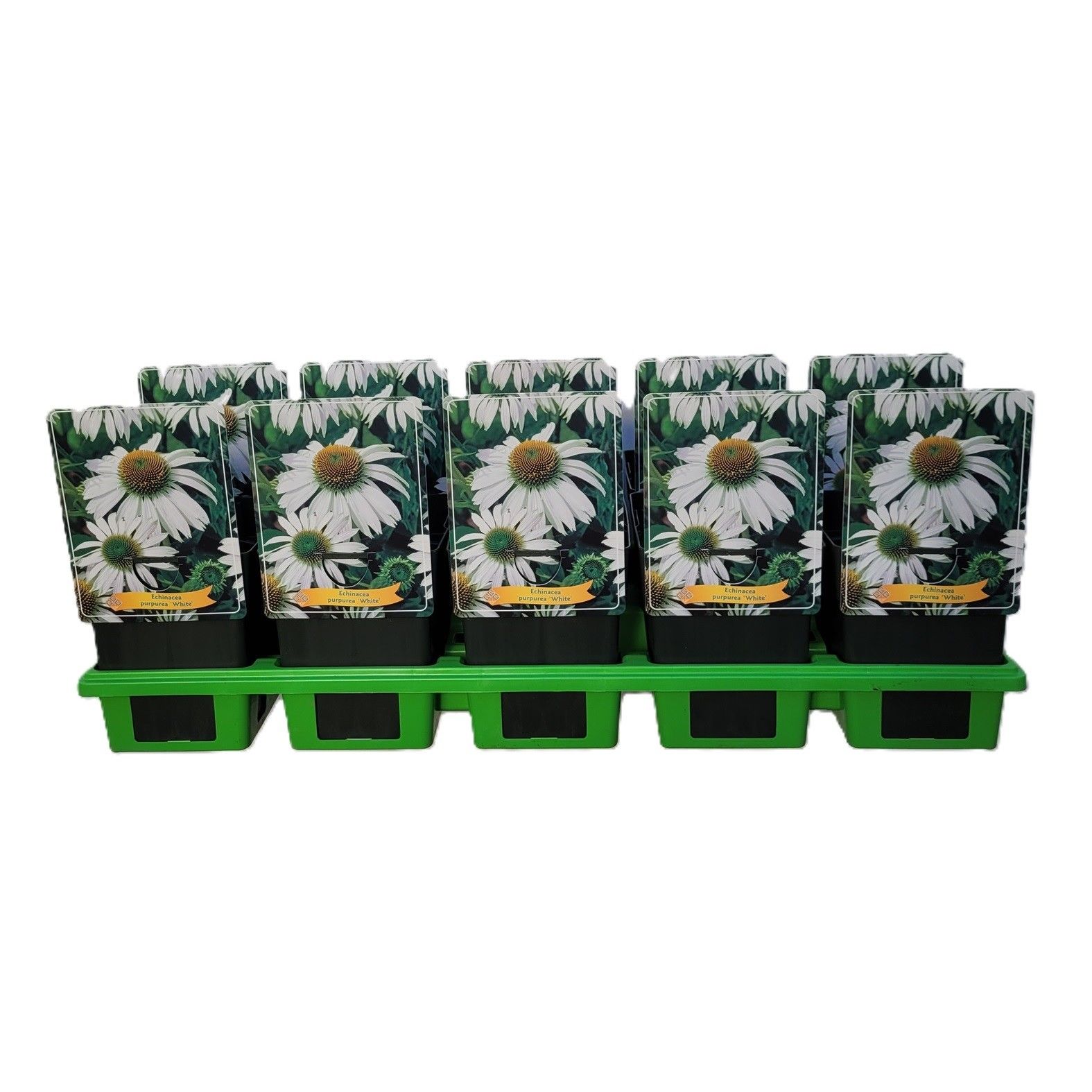 Echinacea Purpurea 'White' P11, D 11
