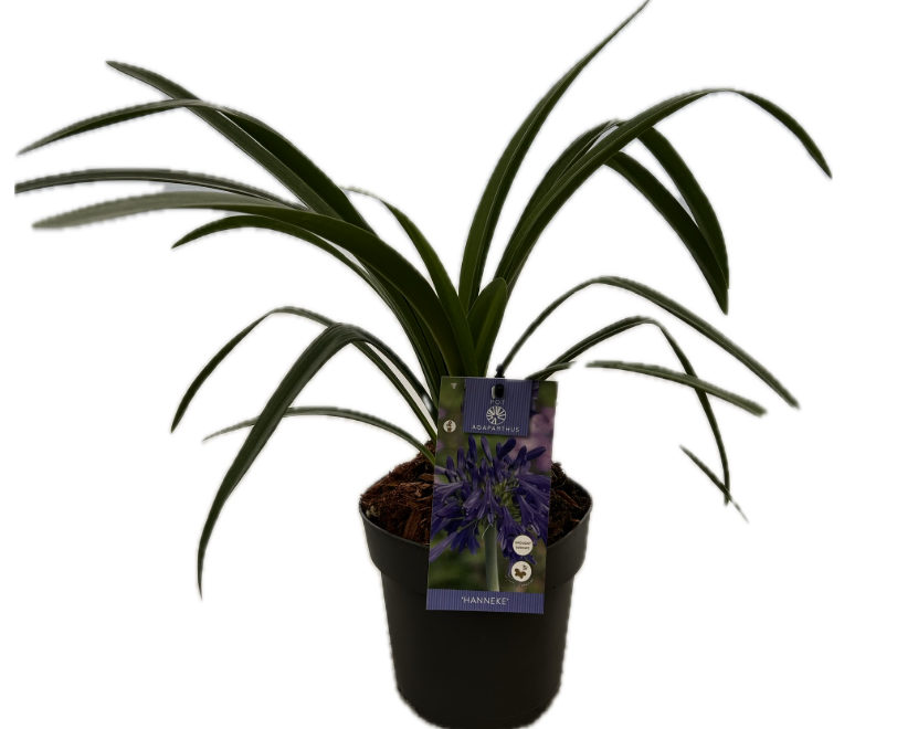 Agapanthus 'Hanneke' P17 EVERGREEN, D 17