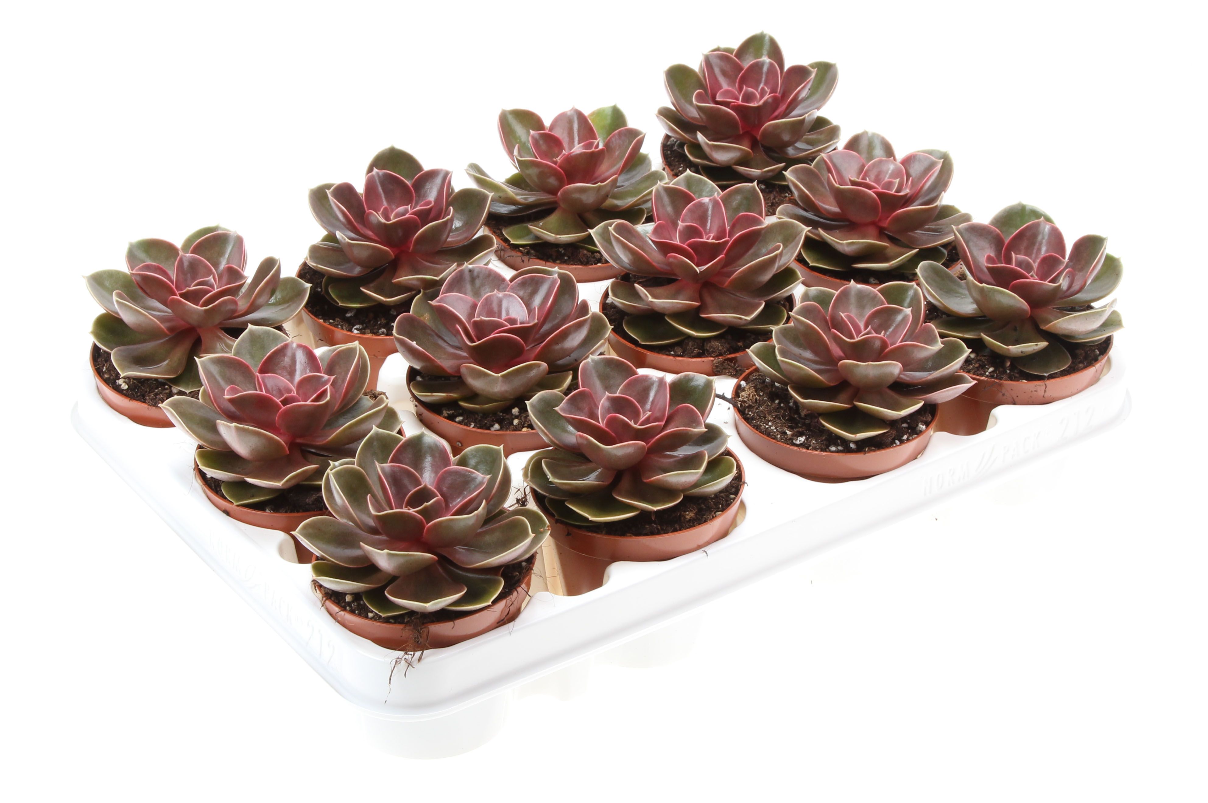 Echeveria magic parel, D 8,5