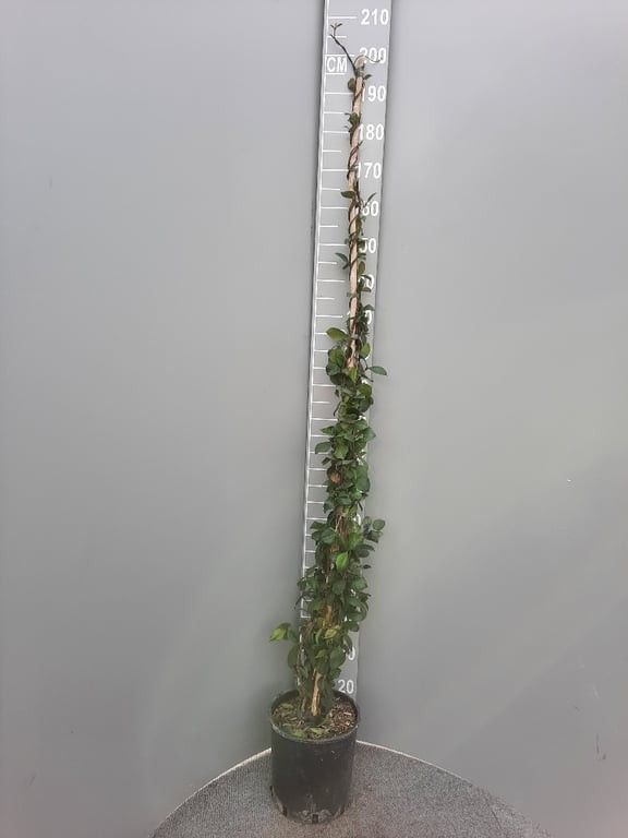 Trachelospermum jasminoides, D 10