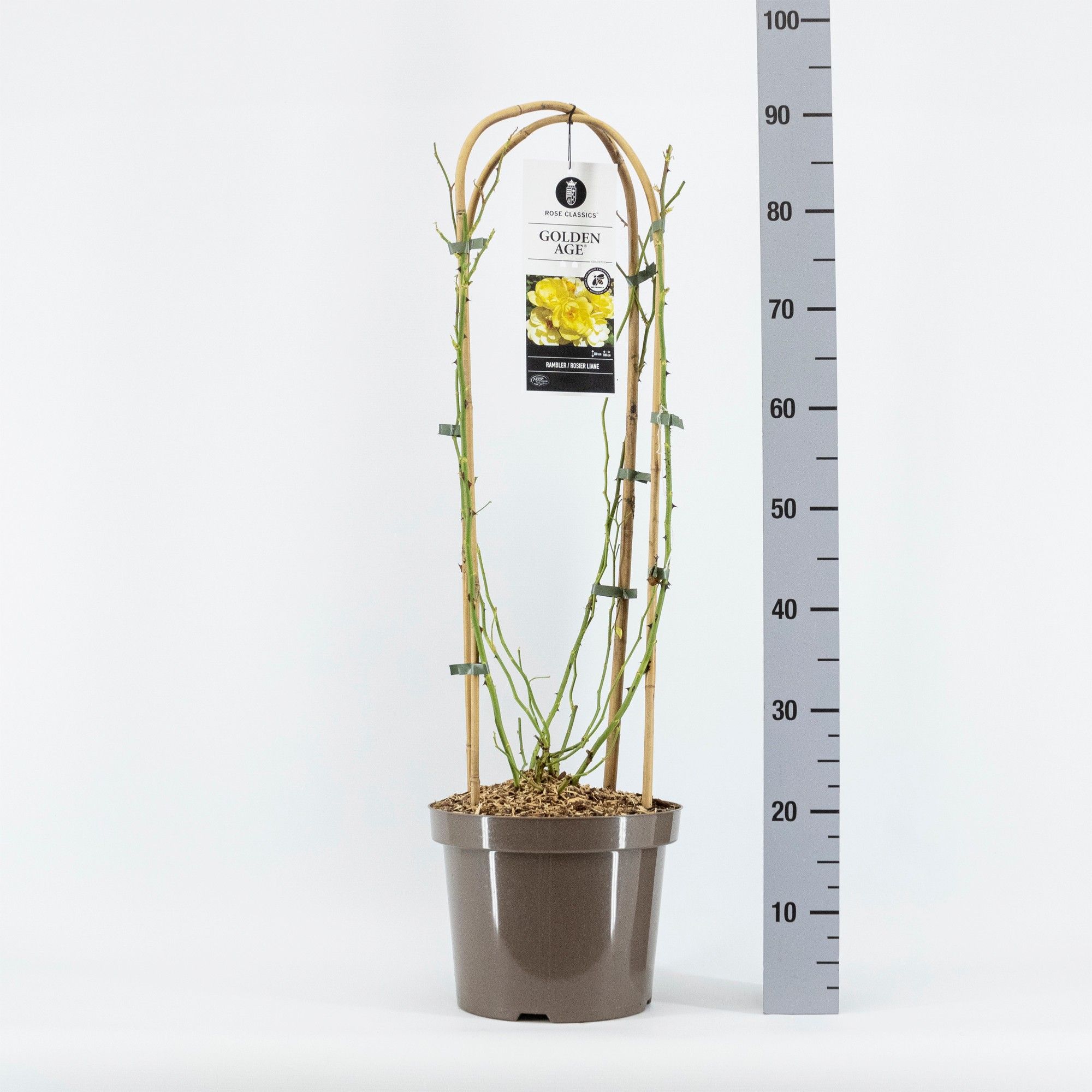Rosa Rambler Golden Age, C7.5, met bogen, D 26