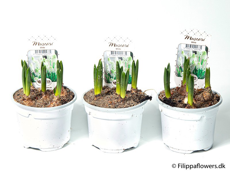 MUSCARI ARMENIACUM, D 9