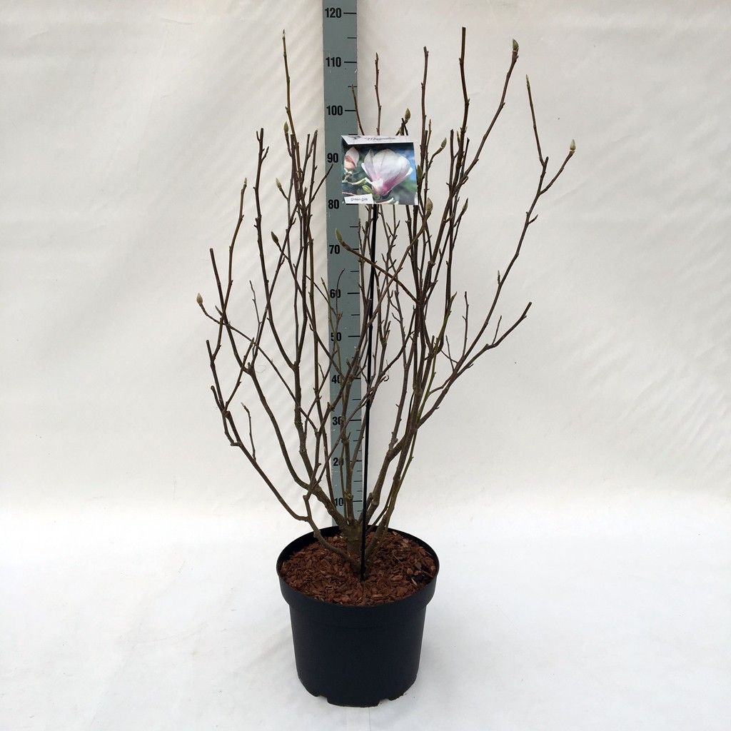 Magnolia 'soulangeana' (pink) - 29 cm (100 hoog), D 29