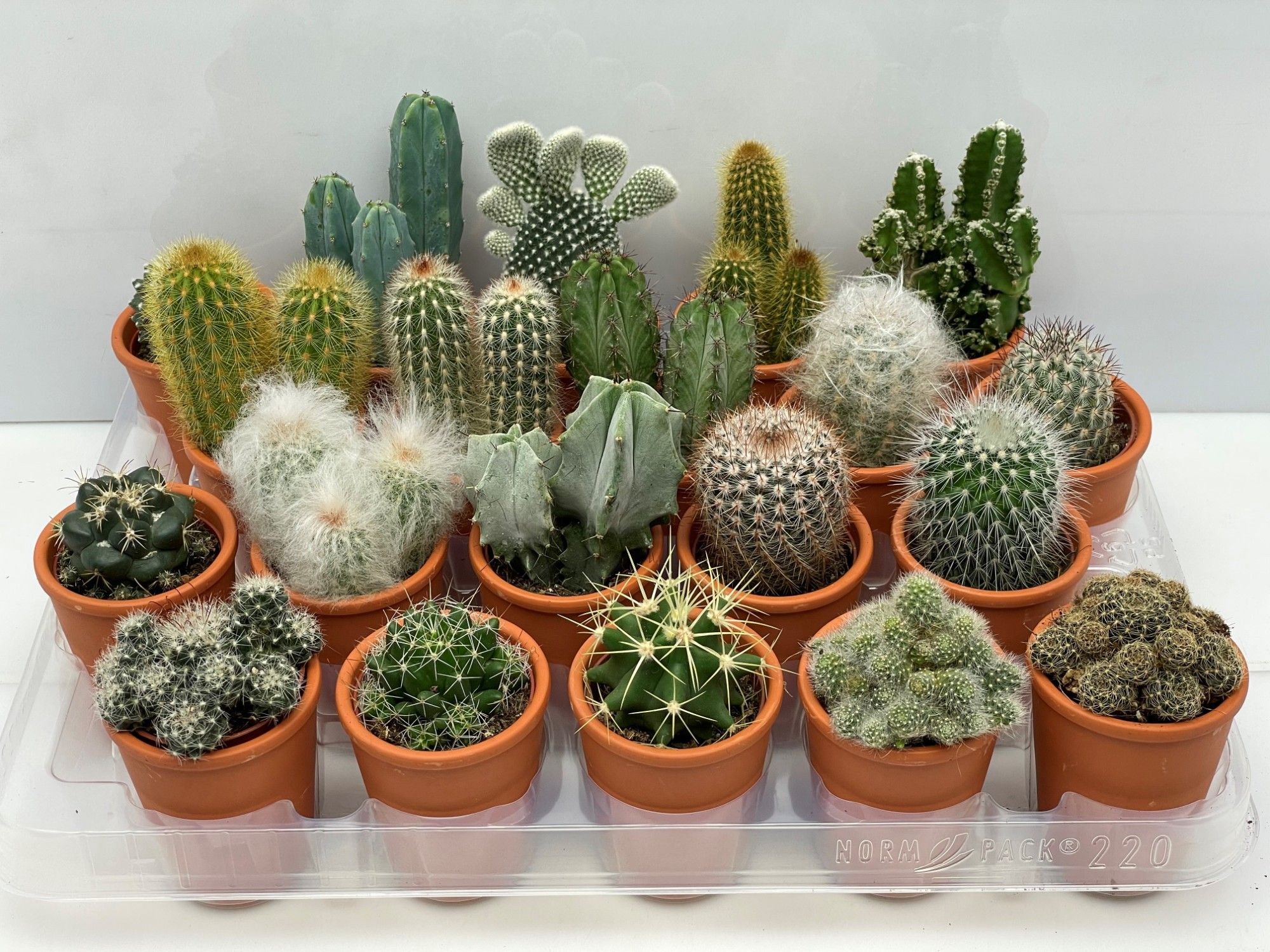 116 Rozenpot cactus 5,5 cm, D 6,5
