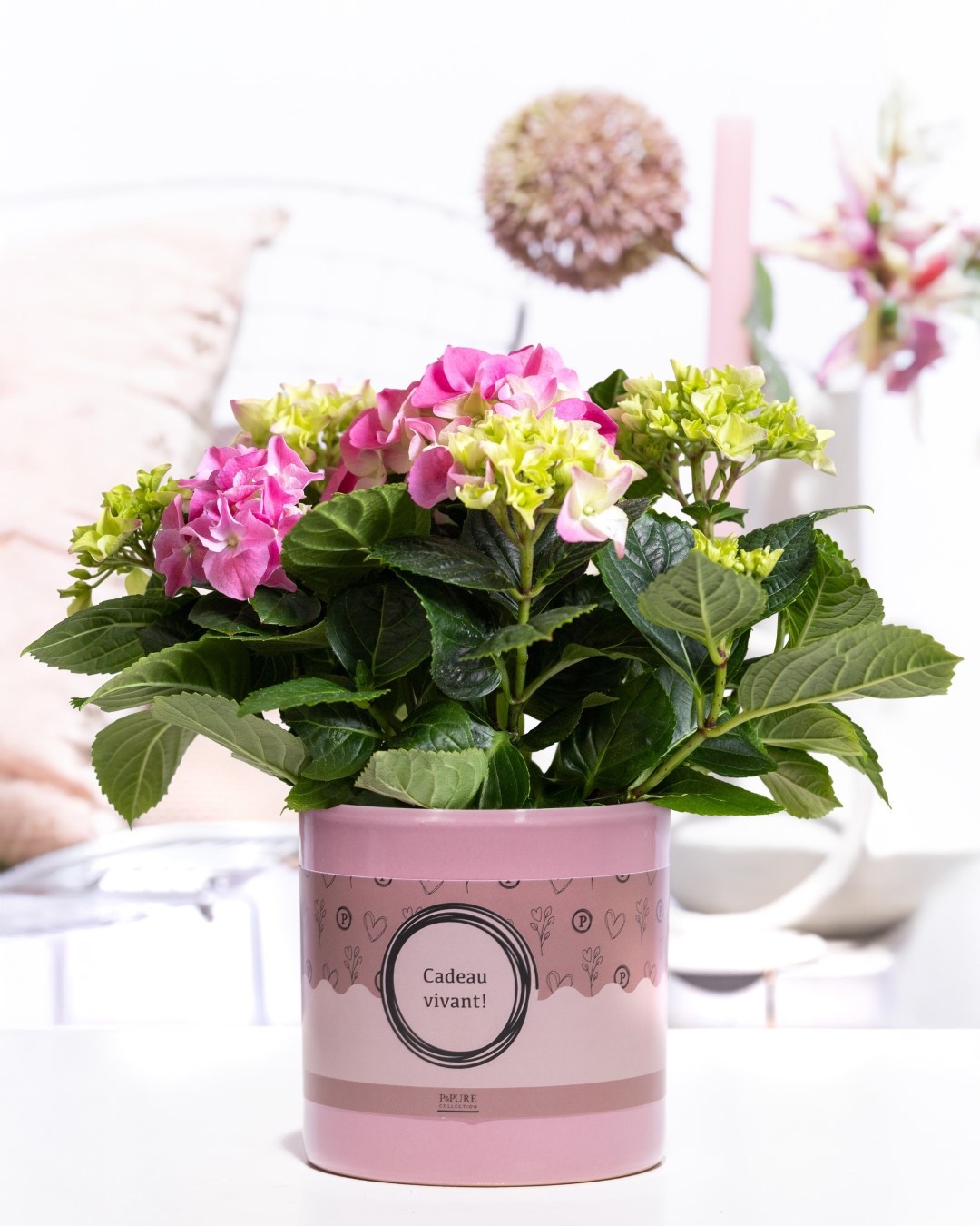 Hydrangea pink in P&P cadeau concept: CADEAU VIVANT!, D 10