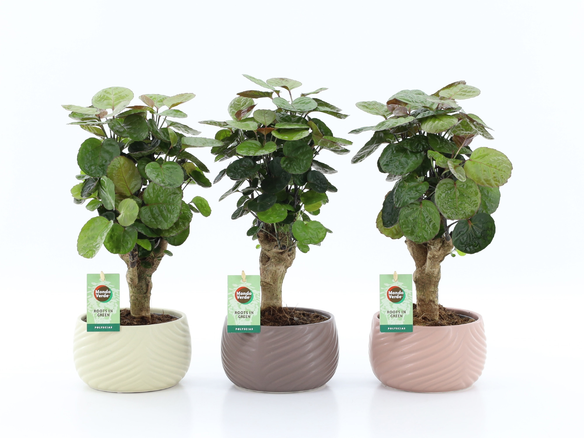 Polyscias Fabian in Monza keramiek, D 16