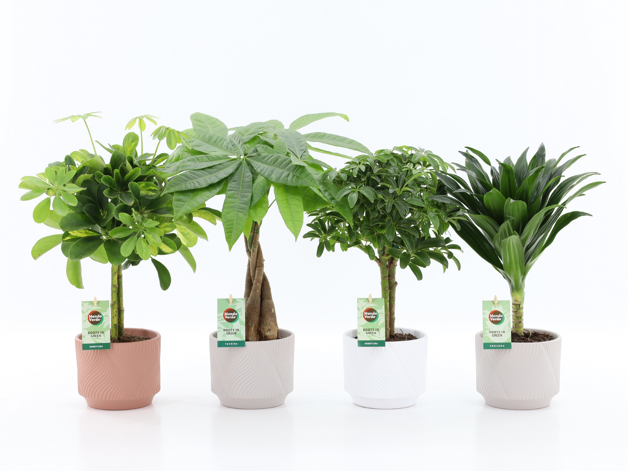 Stammenmix in Rodena keramiek, D 13