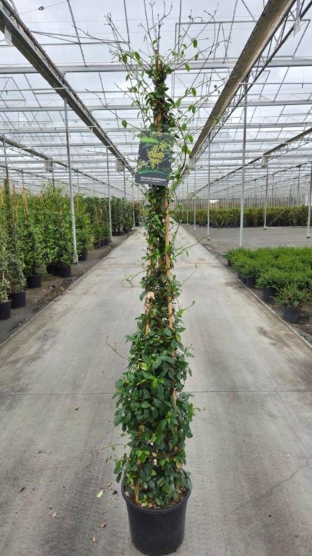 Trachelospermum j. Star of Toscane, 3 stok, D 40