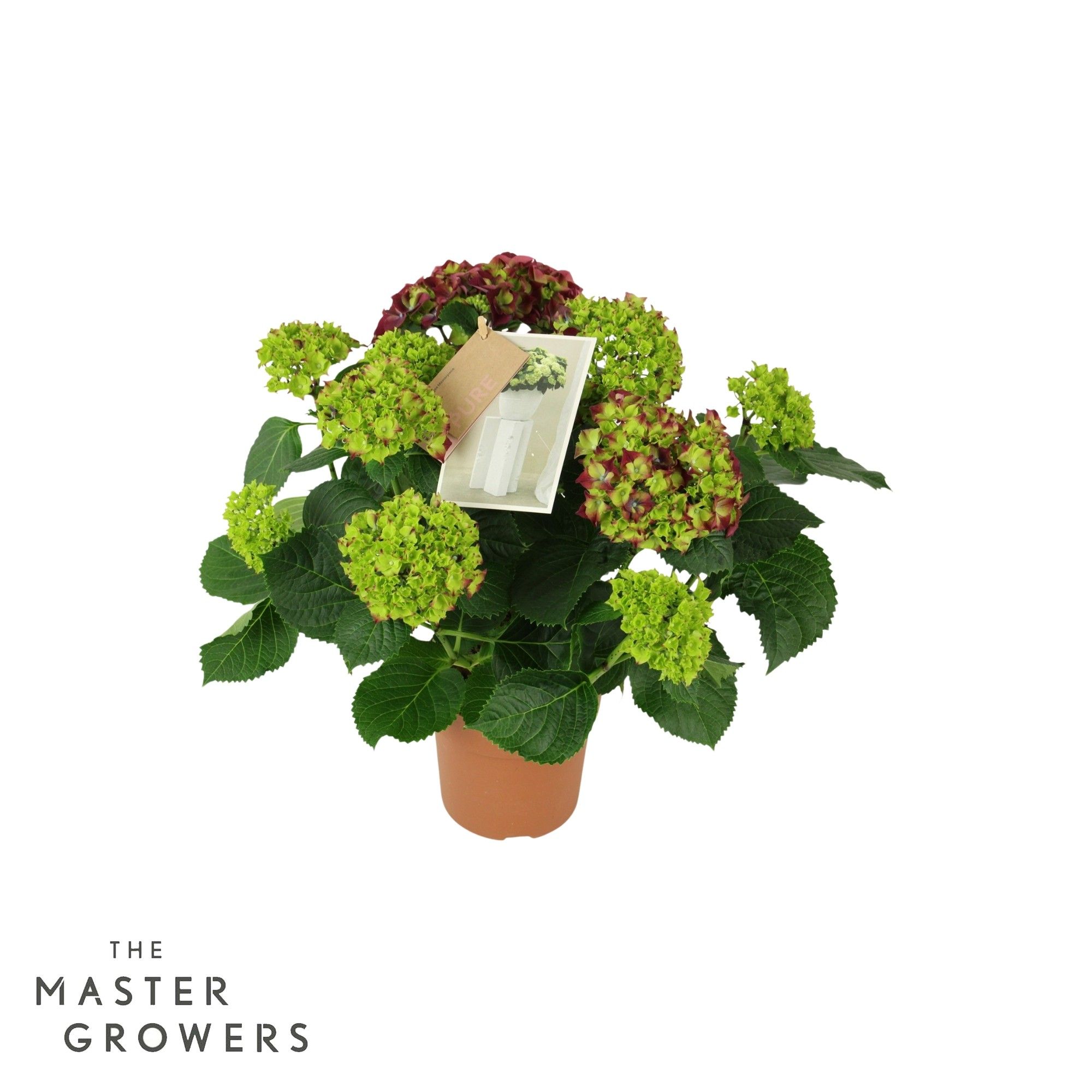 Hydrangea Hi Fire Lila 7/8 flowers, D 14