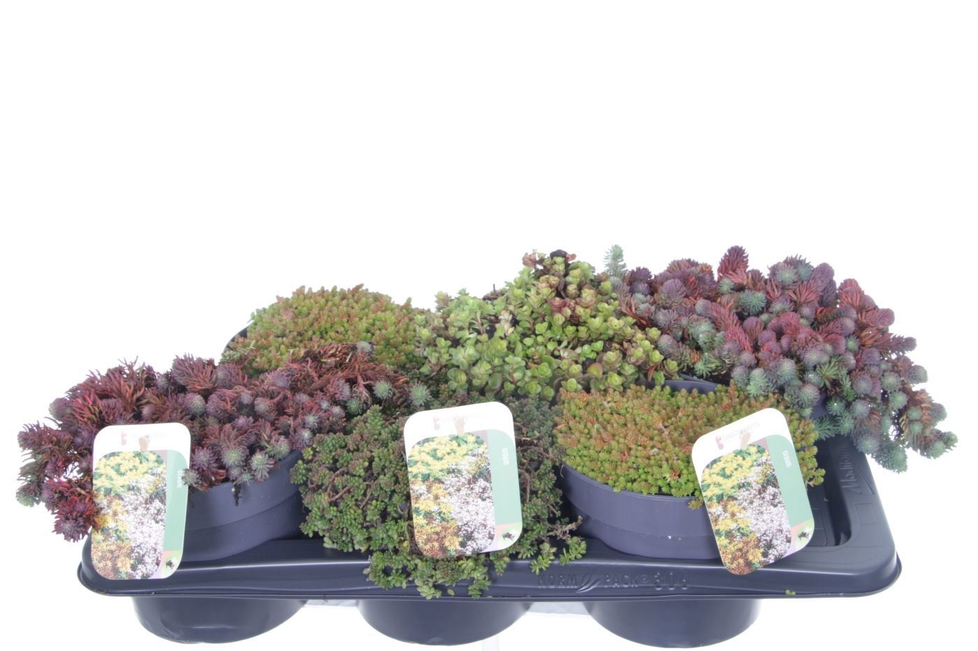 Sedum mix in tray, D 17