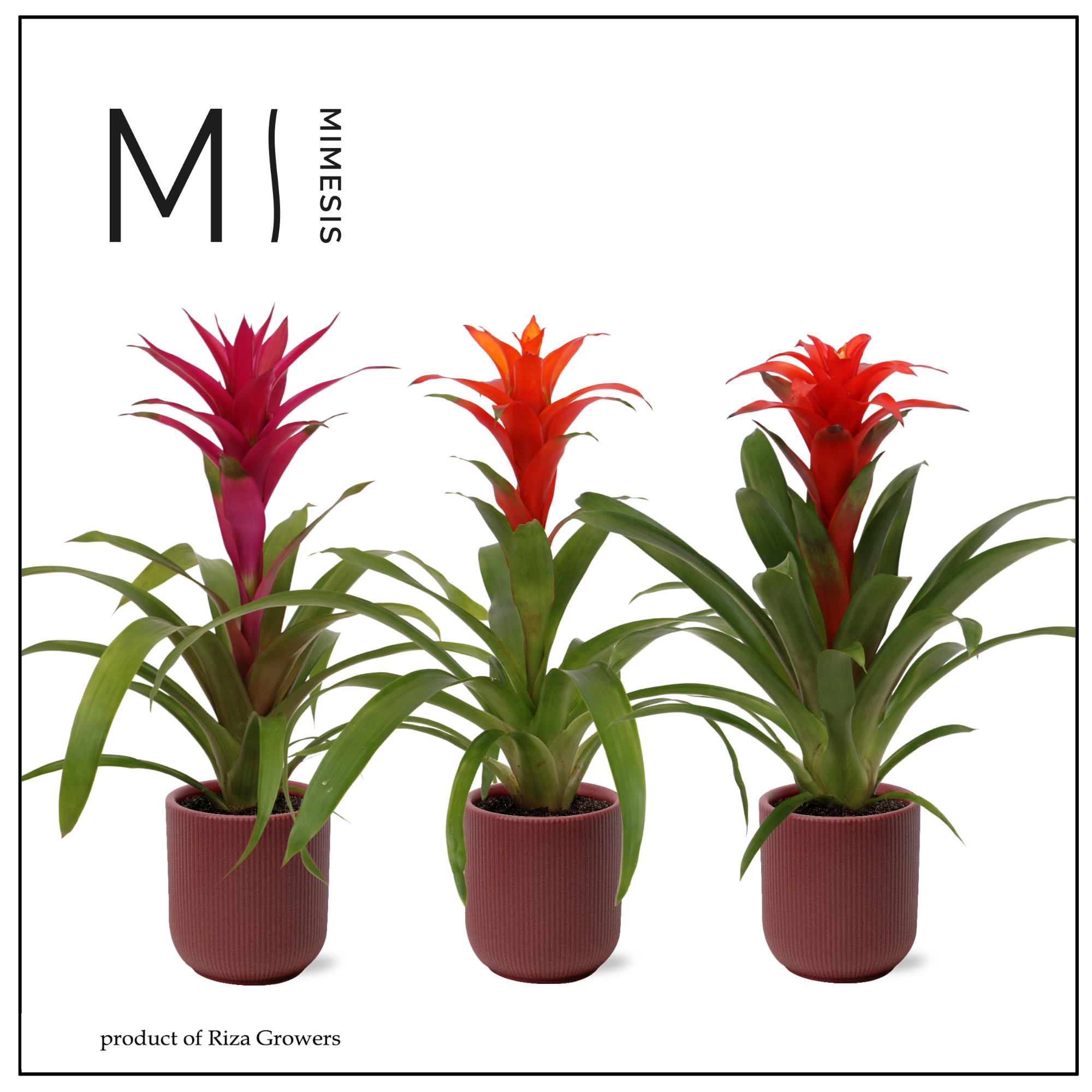 Guzmania Stylish - 12cm in Atlanta Burgundy | Mimesis, D 12