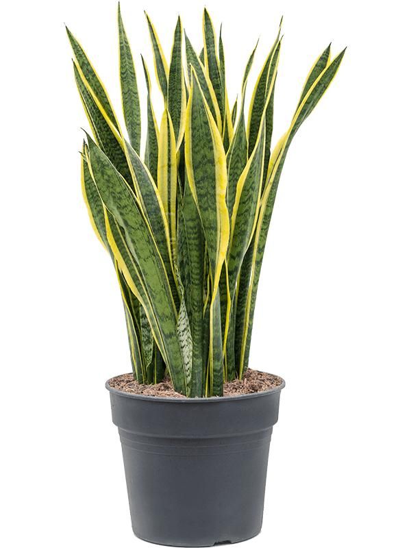 Sansevieria trifasciata 'Laurentii', D 34