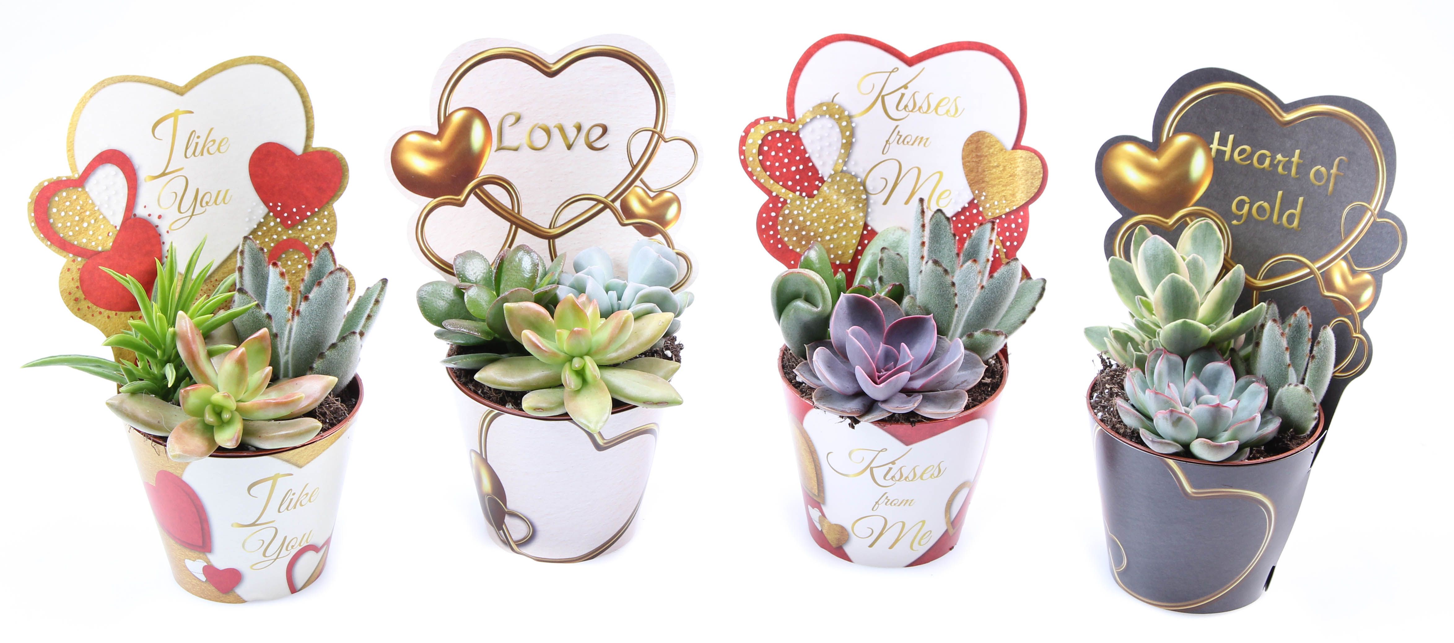 Potcover love mix succulent trio, D 8,5