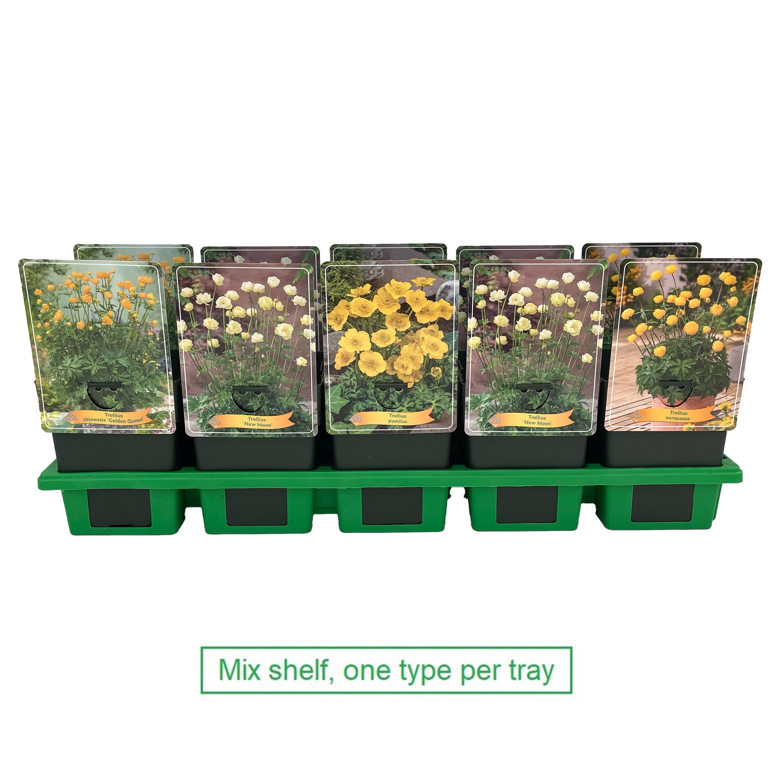 Trollius mix laag P11, D 11