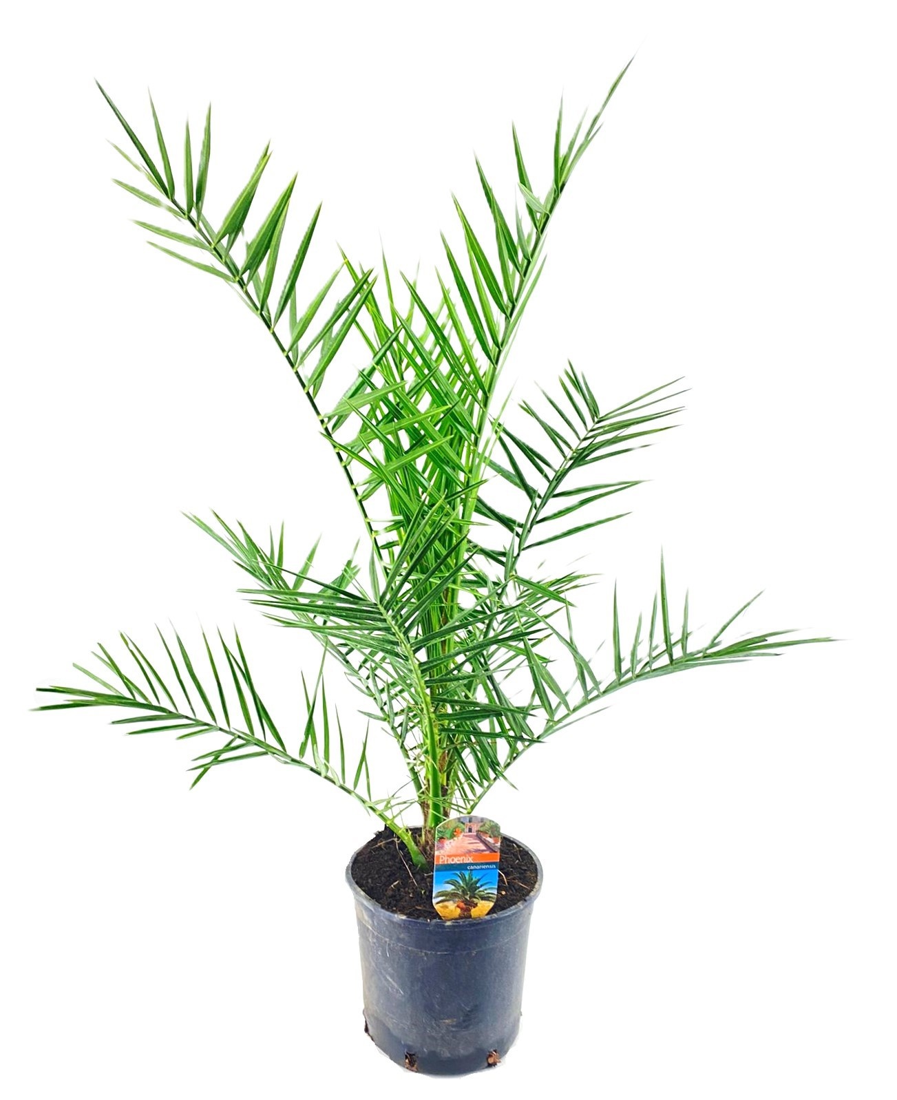 Phoenix canariensis, D 19