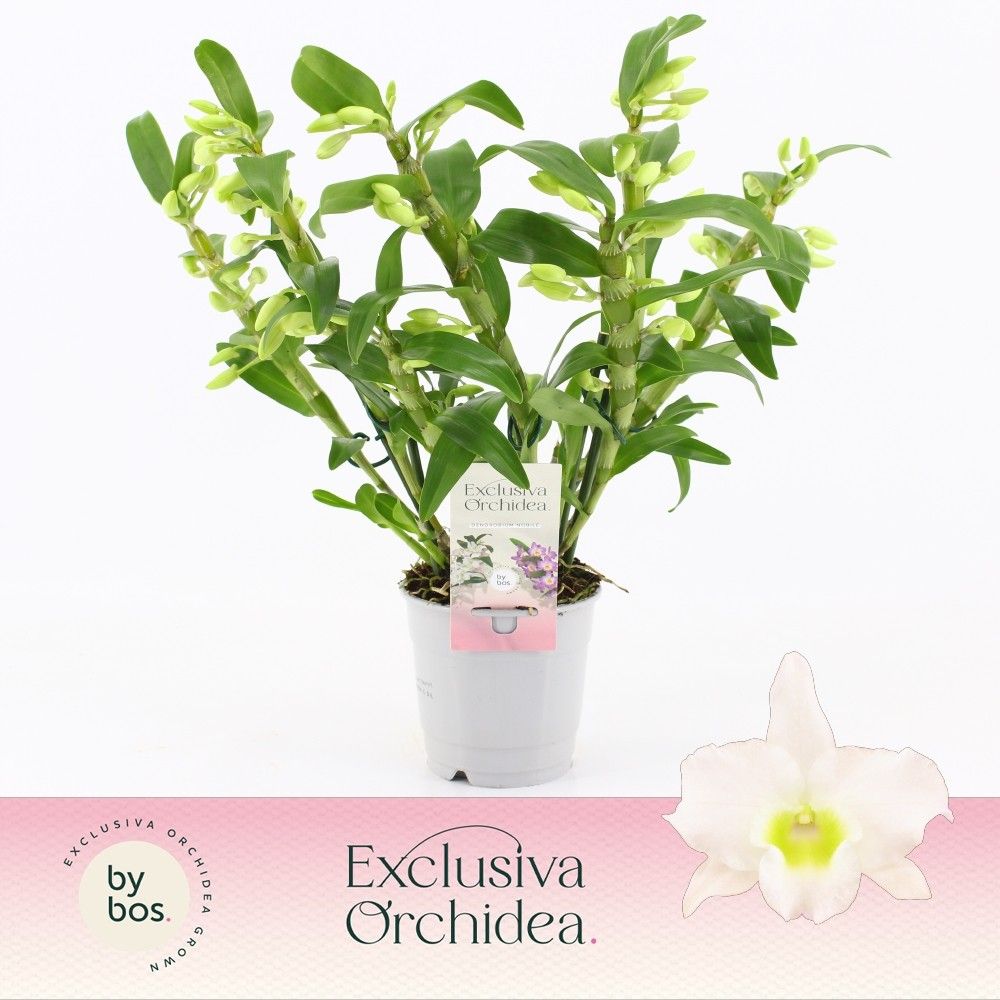 Dendrobium Nobilé, Apollon Wild 5+ tak 'Exclusiva Orchidea', D 12