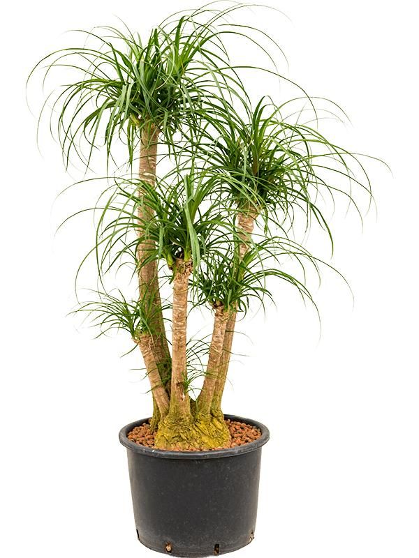 Beaucarnea recurvata, D 32