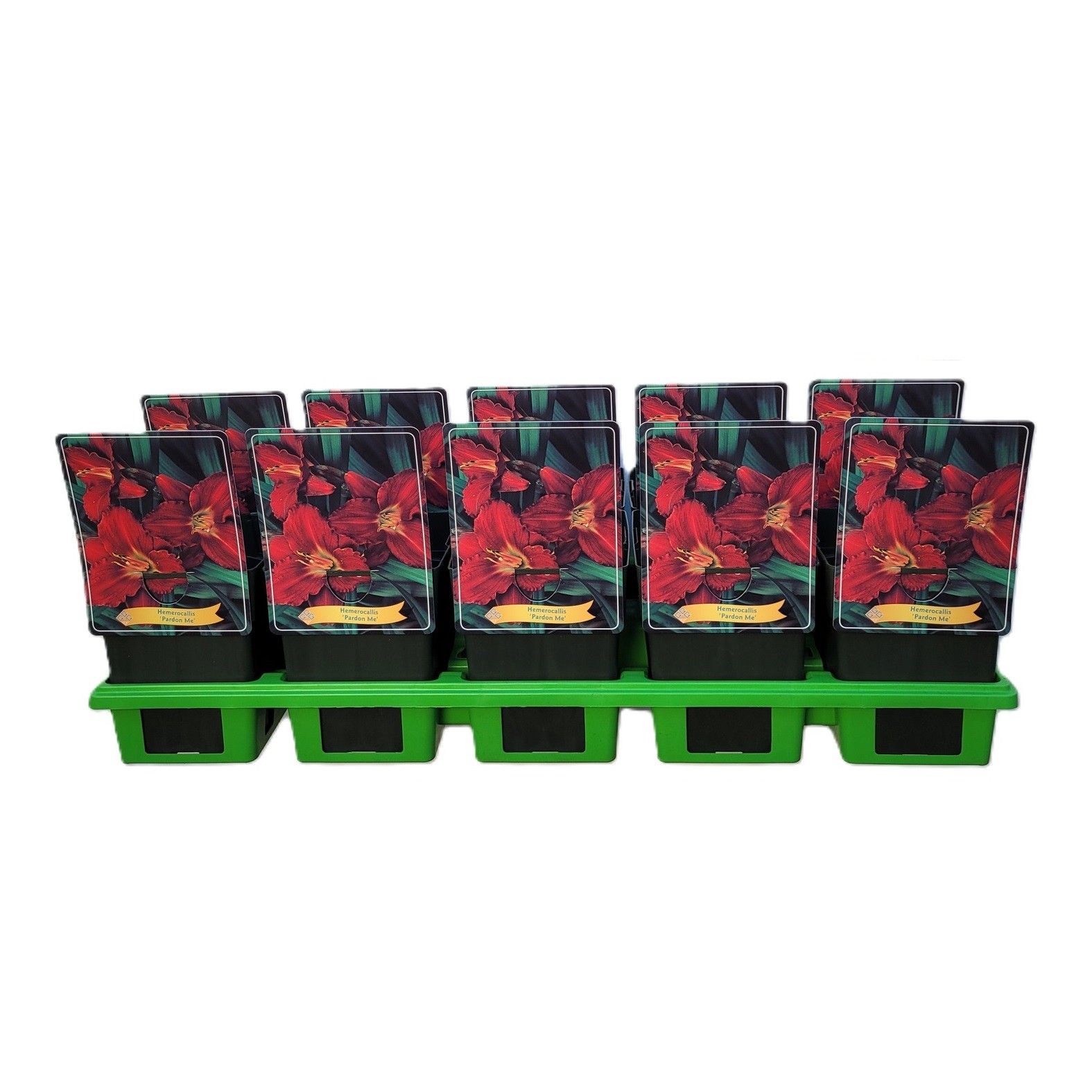 Hemerocallis 'Pardon me' P11, D 11