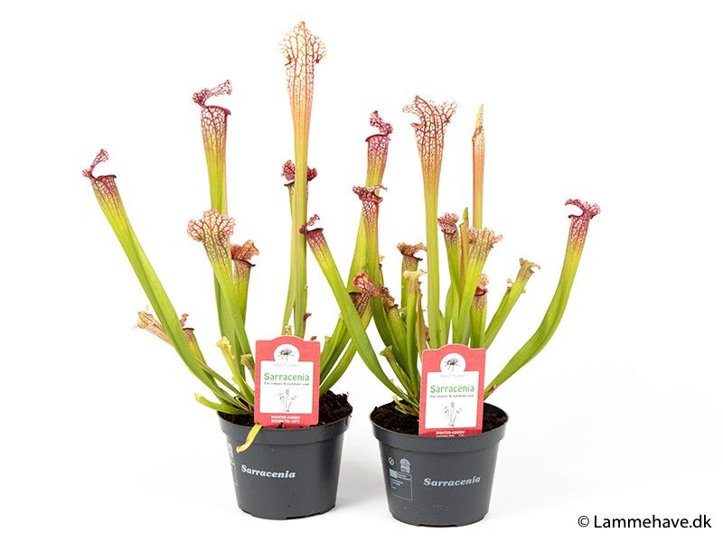SARRACENIA LEUCOPHYLLA, D 13
