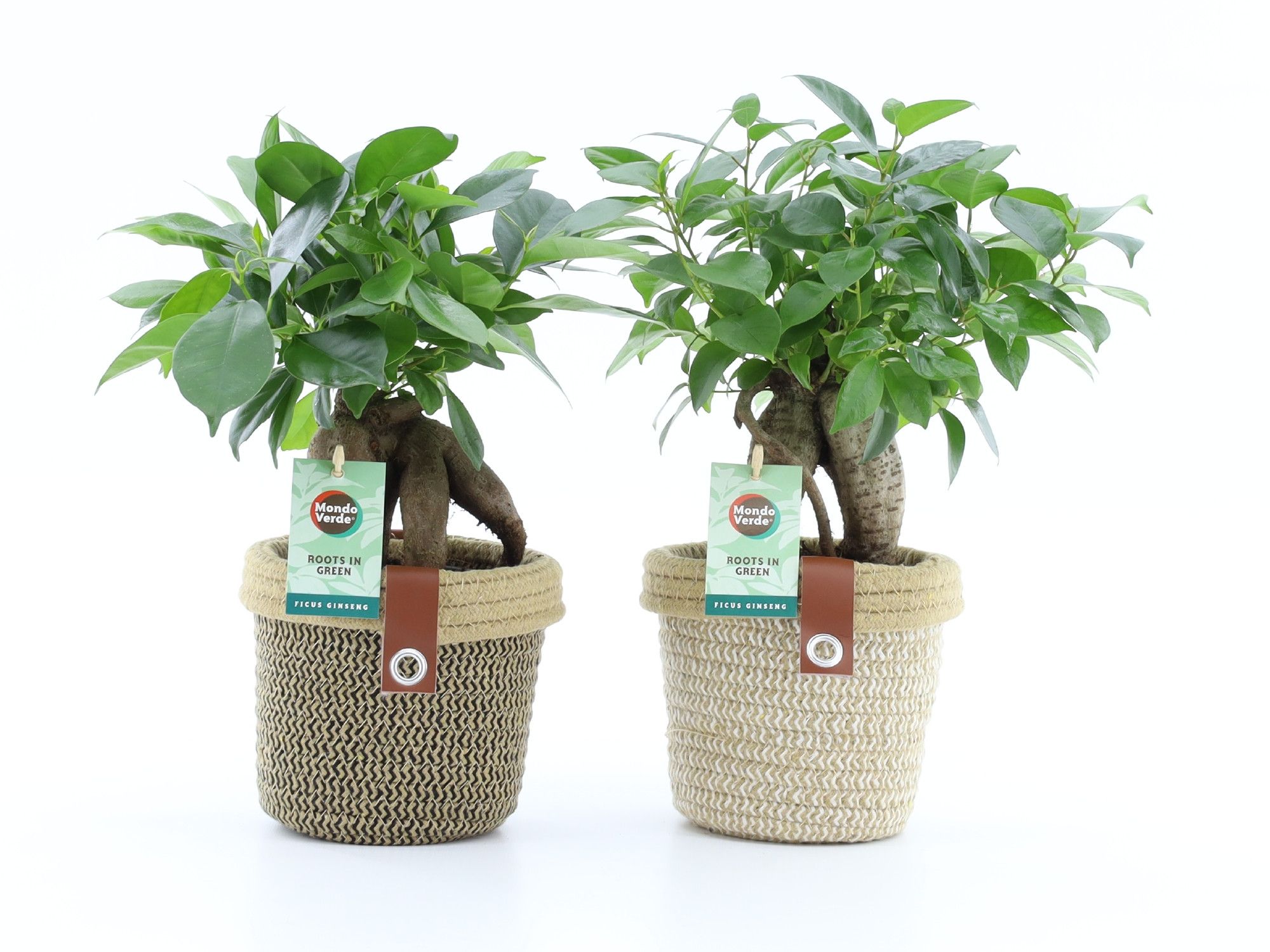 Ficus microcarpa Retusa in Noah Deluxe, D 14